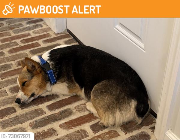 Found/Stray Female Dog last seen White Oak Rd, Paradise , Lancaster County, PA 17535