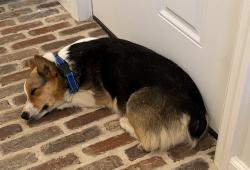 Found/Stray Female Dog last seen White Oak Rd, Paradise , Lancaster County, PA 17535