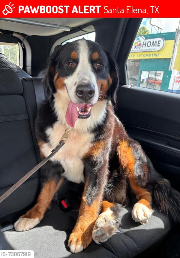 Lost Female Dog last seen Road, Santa Elena, TX 78591