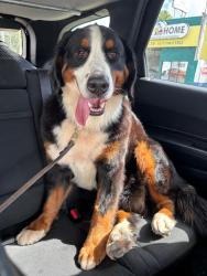 Lost Female Dog last seen Road, Santa Elena, TX 78591