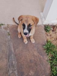 Found/Stray Unknown Dog last seen Brookhill ranch rd, Hot Springs, AR 71909