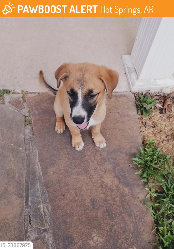 Found/Stray Unknown Dog last seen Brookhill ranch rd, Hot Springs, AR 71909