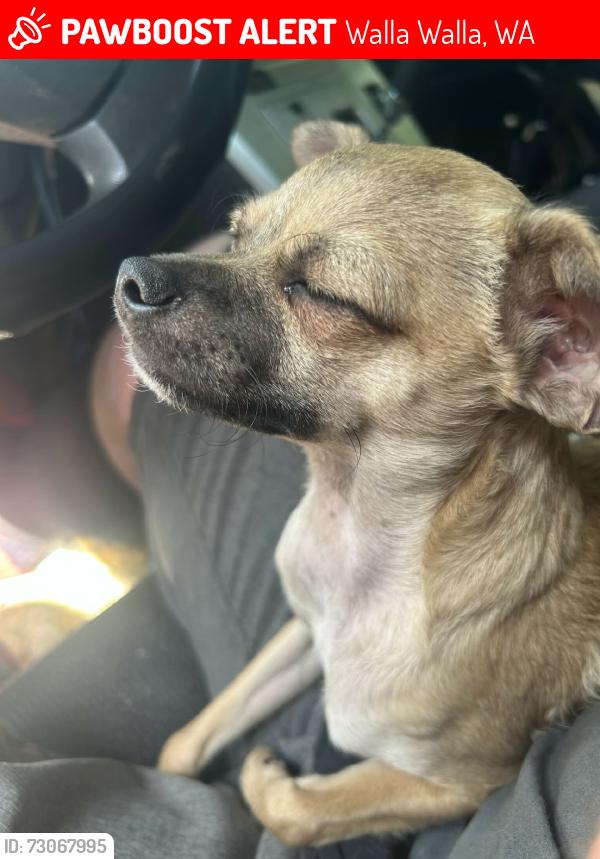 Lost Male Dog last seen A&h motel, Walla Walla, WA 99362