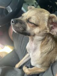 Lost Male Dog last seen A&h motel, Walla Walla, WA 99362