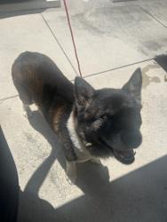 Reunited Unknown Dog last seen Port St Lucie, Port St. Lucie, FL 34986