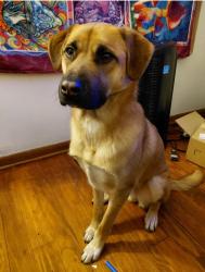 Reunited Male Dog last seen Soper ave. and school st., Rockford, IL 61101