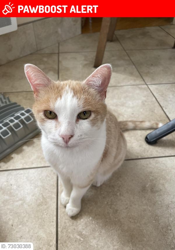 Lost Male Cat last seen Vaudreuil-Dorion, Vaudreuil-Dorion, QC J7V 8P5