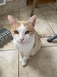 Lost Male Cat last seen Vaudreuil-Dorion, Vaudreuil-Dorion, QC J7V 8P5