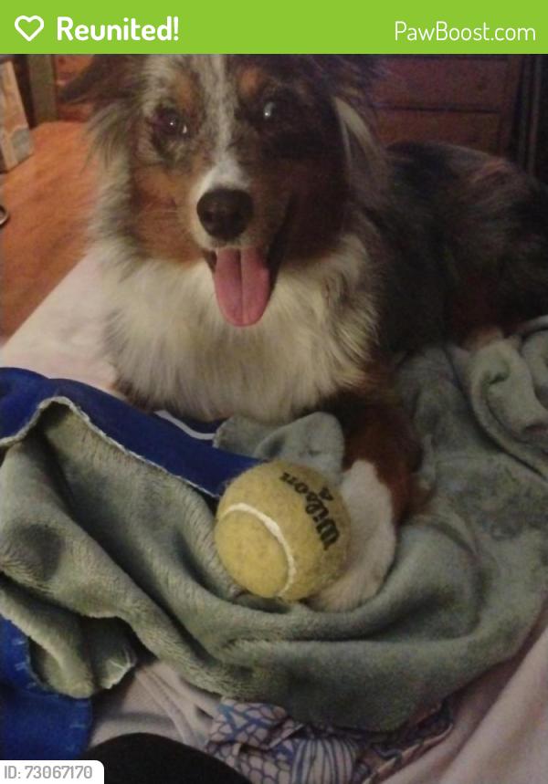 Reunited Female Dog last seen Manatee Ave and 75th Street West, Bradenton, FL 34209