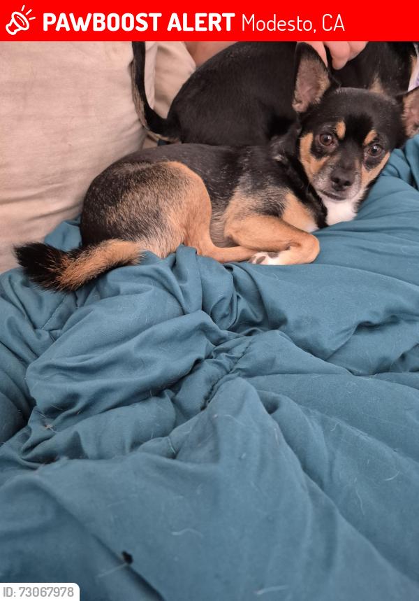 Lost Male Dog last seen Wesson ranch road, Modesto, CA 95356