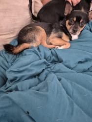 Lost Male Dog last seen Wesson ranch road, Modesto, CA 95356