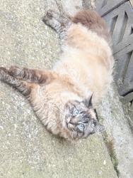 Lost Male Cat last seen inside of the grove, Handsworth, England B19