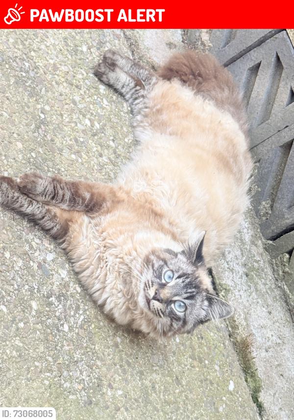 Lost Male Cat last seen inside of the grove, Handsworth, England B19