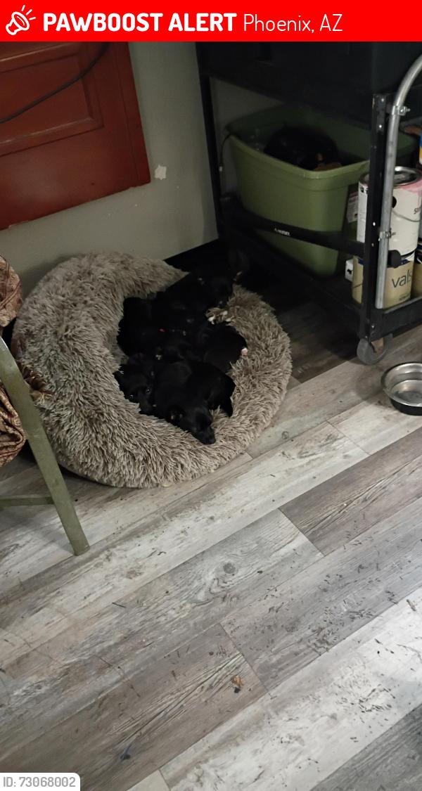 Lost Male Dog last seen Near Ave thunderbird, Phoenix, AZ 85017