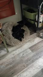 Lost Male Dog last seen Near Ave thunderbird, Phoenix, AZ 85017