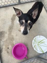 Found/Stray Male Dog last seen southside lions park on hiawatha street and pecan valley, San Antonio, TX 78223