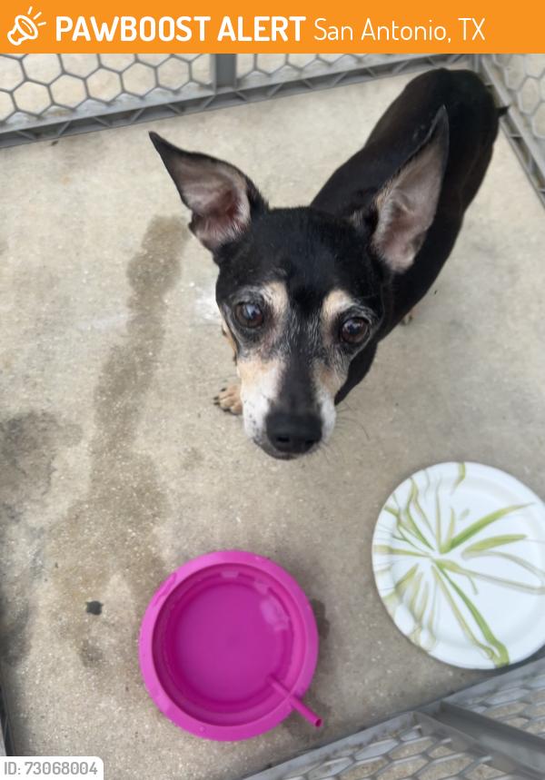Found/Stray Male Dog last seen southside lions park on hiawatha street and pecan valley, San Antonio, TX 78223
