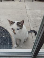 Found/Stray Male Cat last seen Smith, Vista, CA 92084