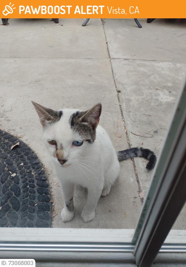 Found/Stray Male Cat last seen Smith, Vista, CA 92084
