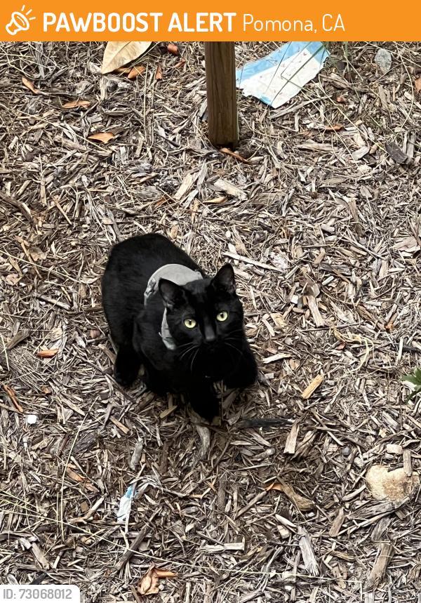 Found/Stray Male Cat last seen Towne & Bonita, Pomona, CA 91767