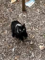 Found/Stray Male Cat last seen Towne & Bonita, Pomona, CA 91767