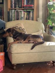 Reunited Male Dog last seen Mr. Vernon, Columbia, SC 29203