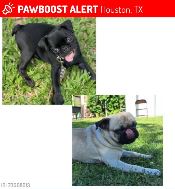 Lost Male Dog last seen By Parker rd and Muckleroy St, Houston, TX 77076