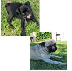 Lost Male Dog last seen By Parker rd and Muckleroy St, Houston, TX 77076