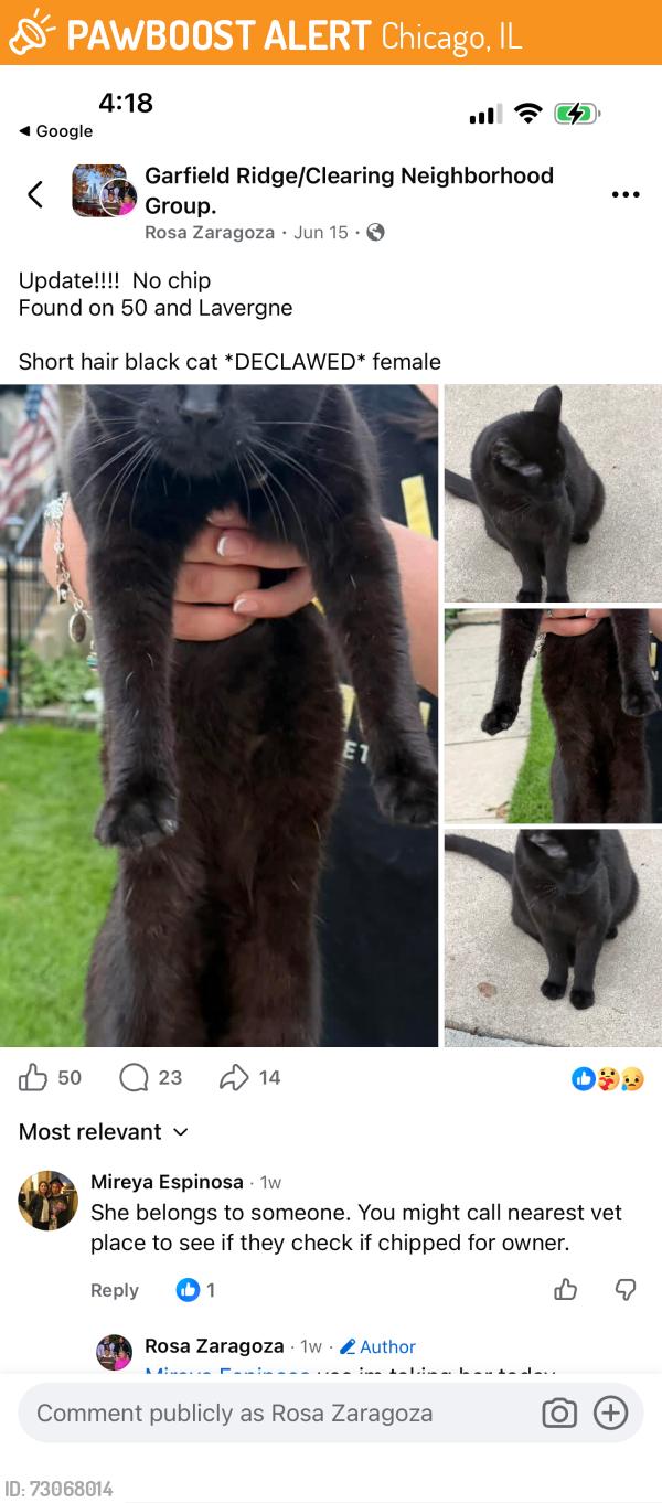 Found/Stray Female Cat last seen Cicero and archer, Chicago, IL 60638