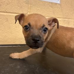 Shelter Stray Female Dog last seen , 2350 Appling City Cove, Memphis, TN 38133, USA