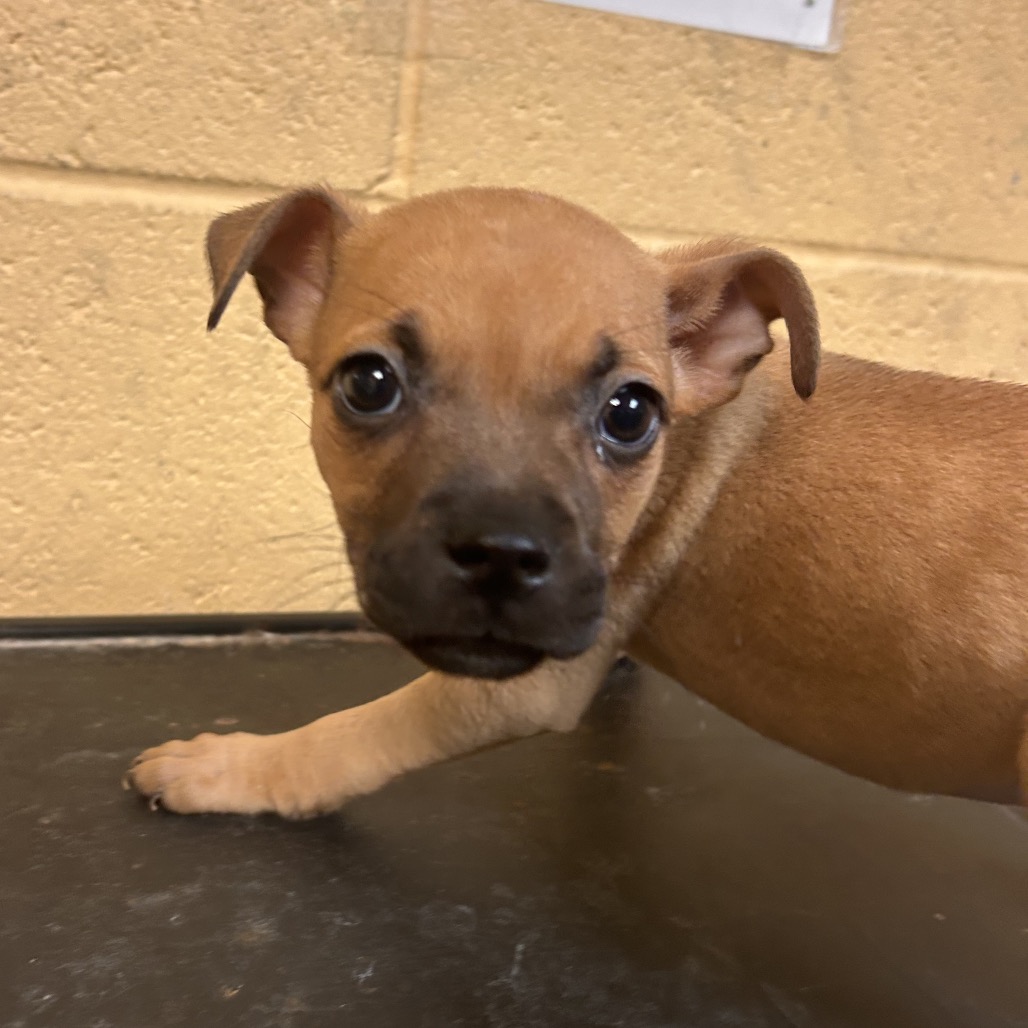 Shelter Stray Female Dog last seen , 2350 Appling City Cove, Memphis, TN 38133, USA