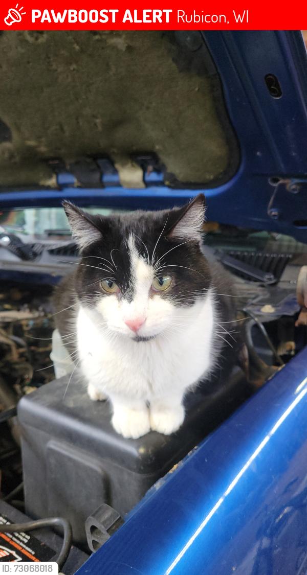 Lost Male Cat last seen pond road and county highway p, Rubicon, WI 53078