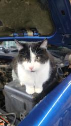 Lost Male Cat last seen pond road and county highway p, Rubicon, WI 53078