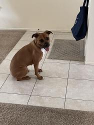 Reunited Female Dog last seen  Behind Walmart neighborhood market, Oldsmar, FL 34677