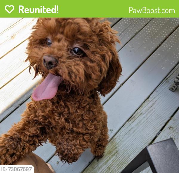 Reunited Female Dog last seen Near Druck Valley Rd, York, PA 17406