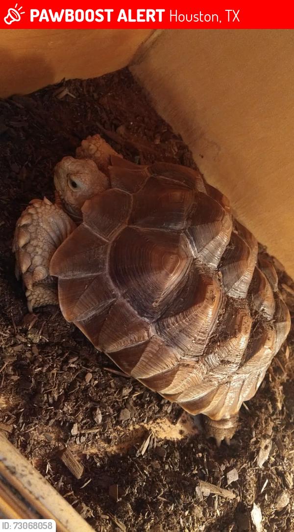 Lost Female Reptile last seen Macleish Dr. And Santrey Drive, Houston, TX 77084