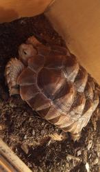 Lost Female Reptile last seen Macleish Dr. And Santrey Drive, Houston, TX 77084
