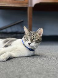 Lost Male Cat last seen Bonita between Fulton and Garey., Pomona, CA 91767