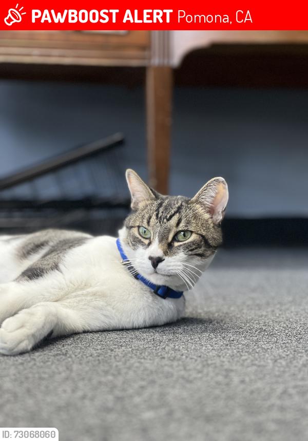 Lost Male Cat last seen Bonita between Fulton and Garey., Pomona, CA 91767