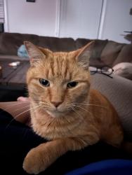 Lost Male Cat last seen Madison Heights, Naples, ME 04055