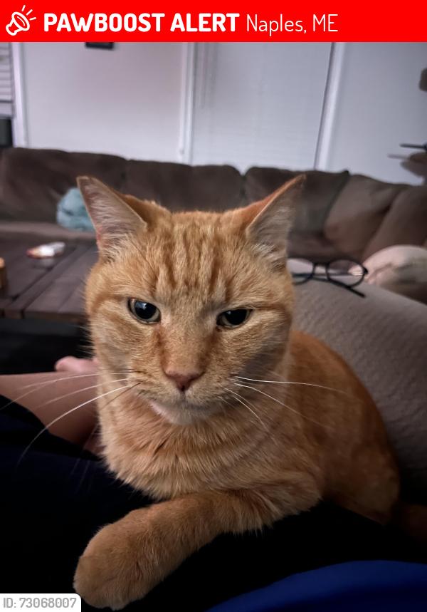 Lost Male Cat last seen Madison Heights, Naples, ME 04055