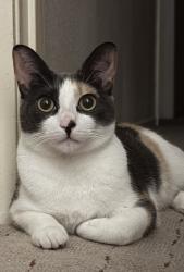 Lost Female Cat last seen Near Palm Ave, San Gabriel, CA 91776