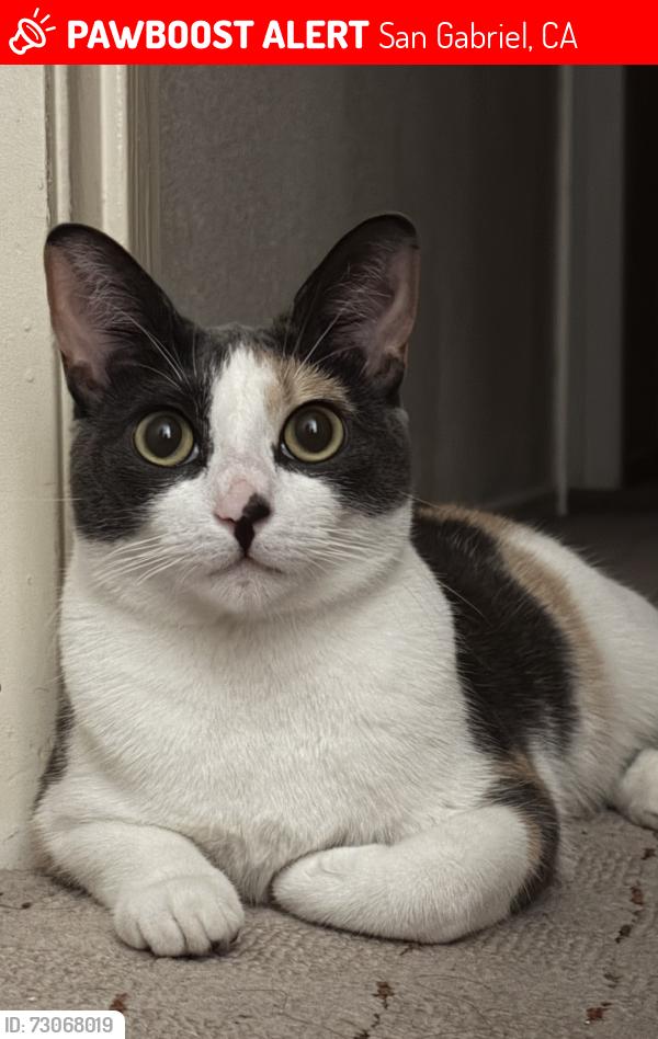 Lost Female Cat last seen Near Palm Ave, San Gabriel, CA 91776