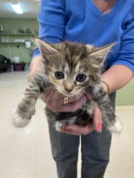 Shelter Stray Female Cat last seen Out of Town, 211 Kind Hearts Wy, Burnsville, NC 28714, USA