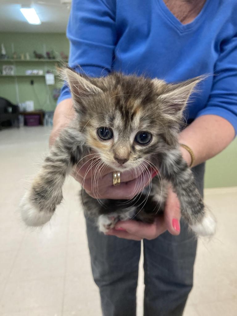 Shelter Stray Female Cat last seen Out of Town, 211 Kind Hearts Wy, Burnsville, NC 28714, USA