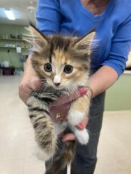 Shelter Stray Female Cat last seen In Town, 211 Kind Hearts Wy, Burnsville, NC 28714, USA