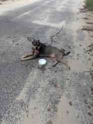 Found/Stray Male Dog last seen Wilde Lake Blvd, Pensacola, FL 32526