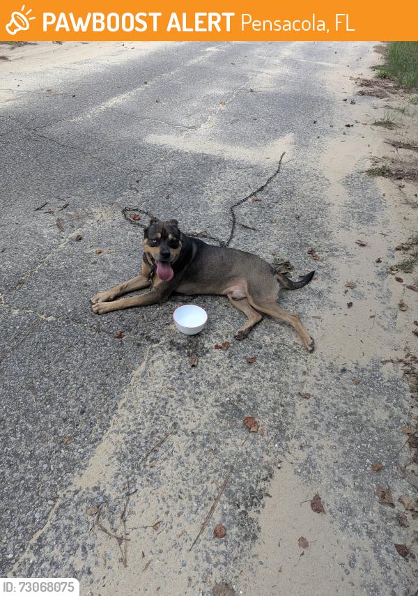 Found/Stray Male Dog last seen Wilde Lake Blvd, Pensacola, FL 32526