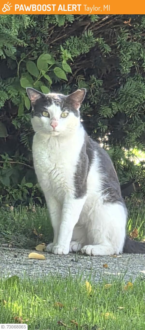Found/Stray Unknown Cat last seen Ecorse rd, Taylor, MI 48180
