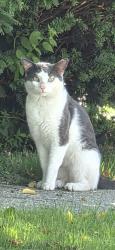 Found/Stray Unknown Cat last seen Ecorse rd, Taylor, MI 48180